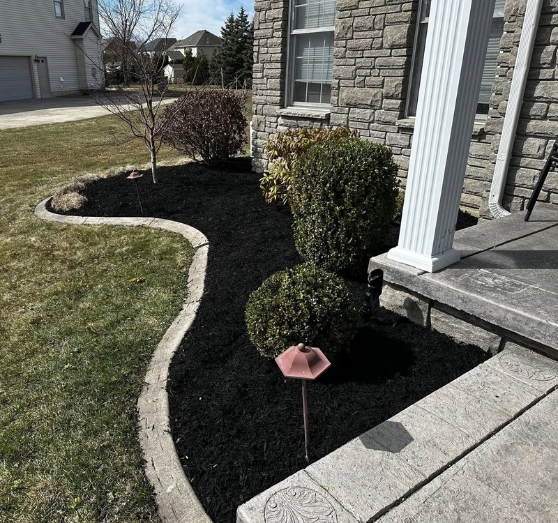 Landscaped ornamental shrub in a residential yard