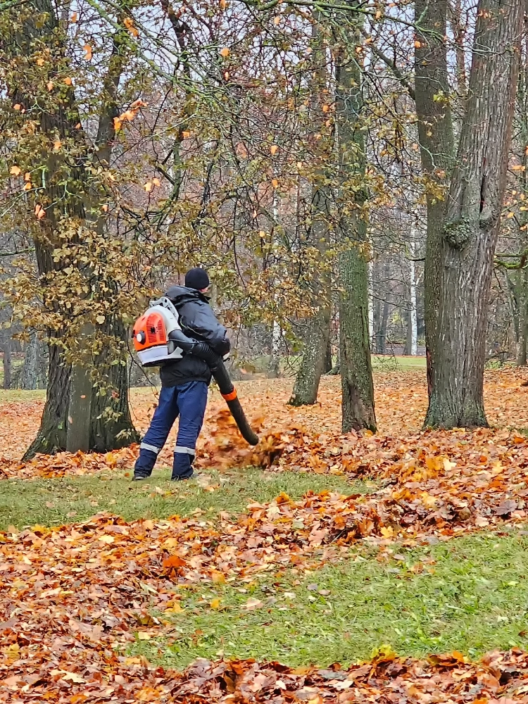 Crew performing fall cleanup with leaf blowers on a residential lawn