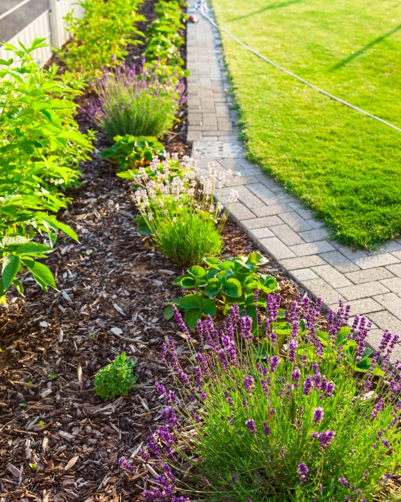 Professional landscape edging along a mulch bed with trimmed shrubs