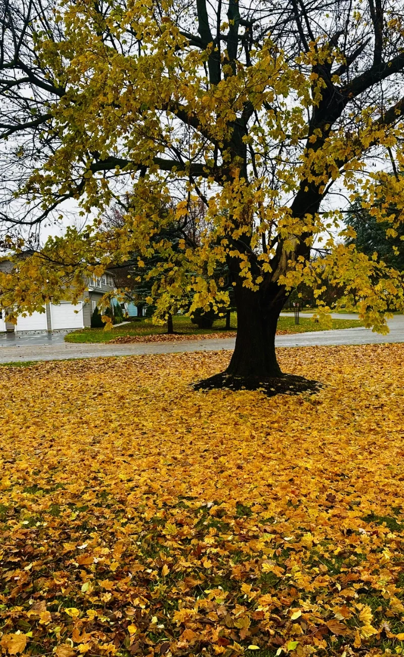 Fall foliage tree during seasonal cleanup season in Western New York